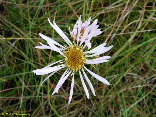 {Eurybia eryngiifolia}